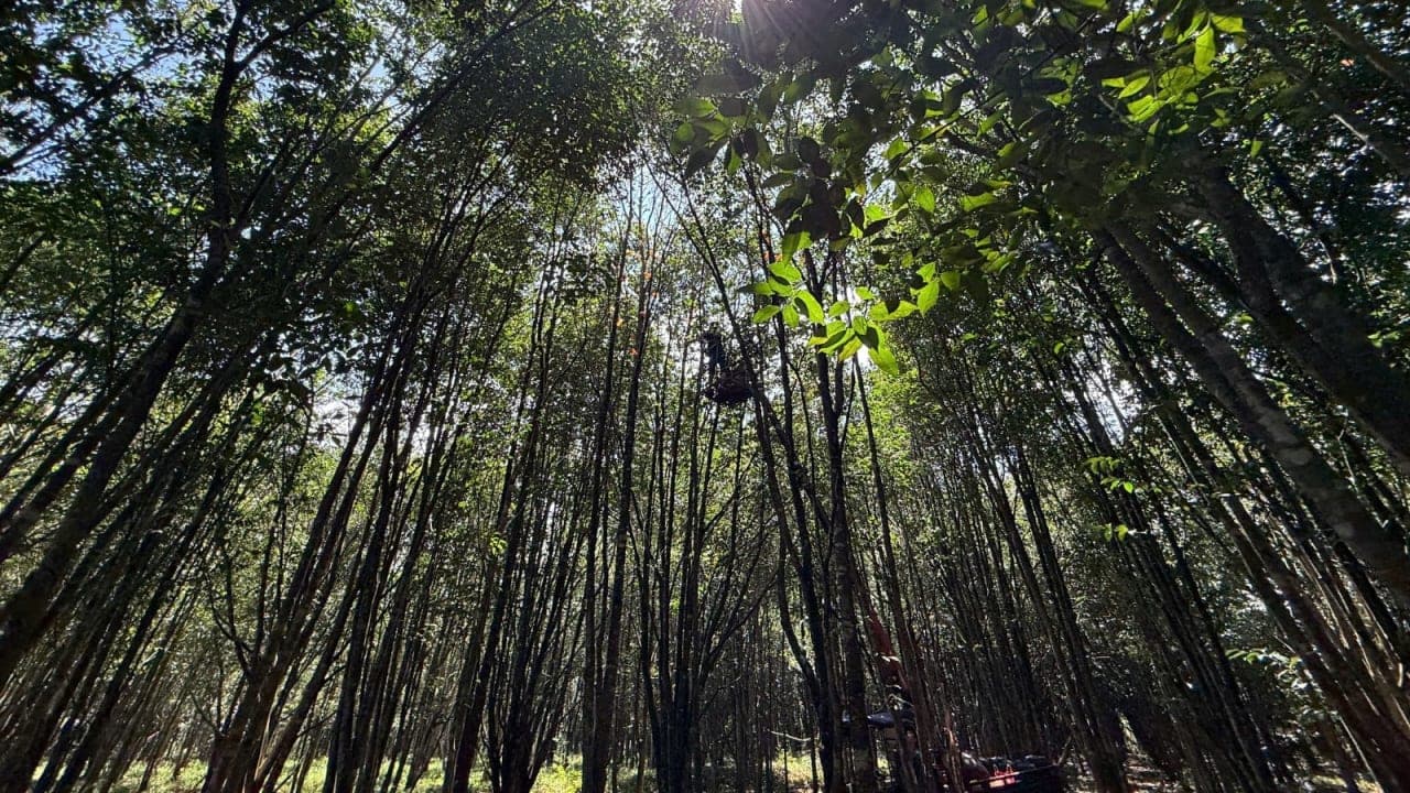 Trầm hương: Cây dó bầu, tạo trầm lợi ích, thách thức và triển vọng