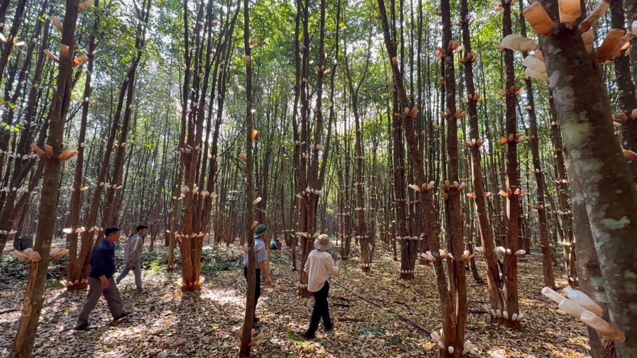HỘI TRẦM HƯƠNG VIỆT NAM ĐÃ TỔ CHỨC “THỰC NGHIỆM CẤY TẠO TRẦM HƯƠNG TRÊN CÂY DÓ BẦU"