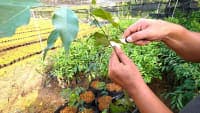 Effective agarwood cultivation techniques: An easy-to-understand guide for farmers from seedling selection to care