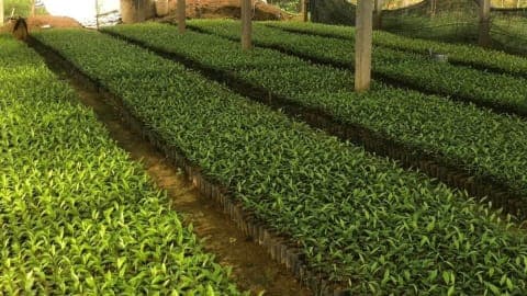 Warning: Root rot and collar rot diseases in Aquilaria trees: Early detection and proper treatment to avoid major losses