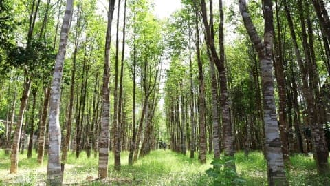 Hà Tĩnh mở đường đưa cây dó bầu thành ngành hàng giá trị cao
