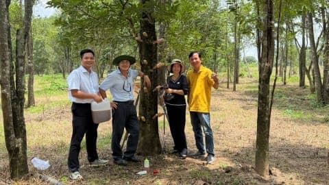 Chủ tịch Hội Trầm hương Việt Nam thực chứng tạo trầm vi sinh trên Dó bầu 30 năm tuổi