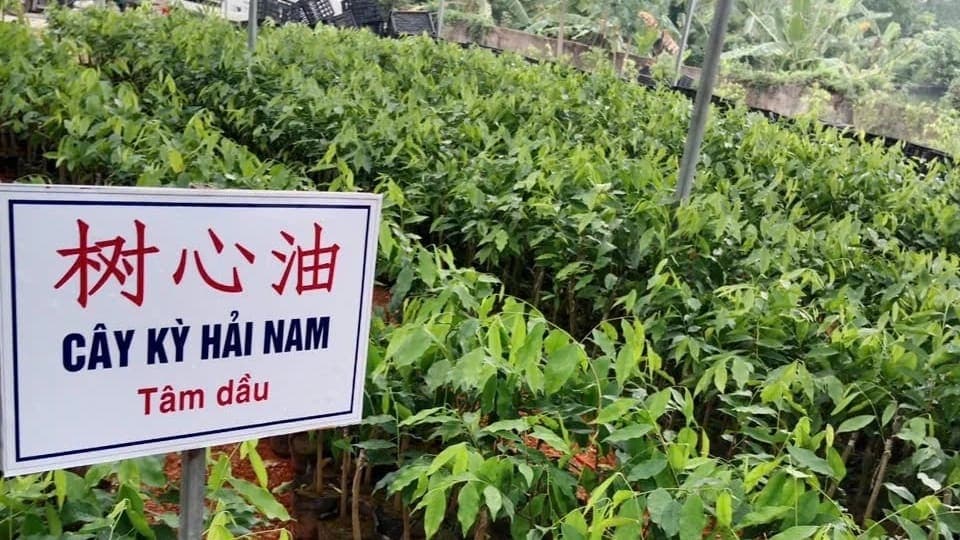 Trồng kỳ hải nam thu tiền tỉ, thật hay 'lùa gà'?