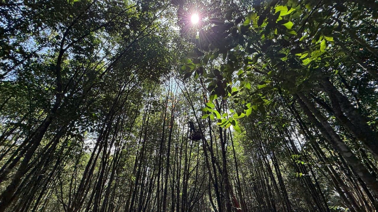 Phương Pháp Cấy Tạo Trầm Sử Dụng Vi Sinh Của FORDA Indonesia