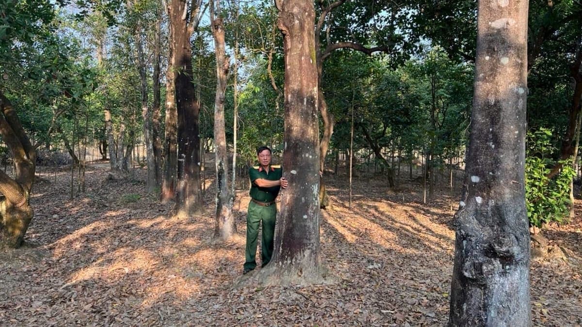 Cựu chiến binh đánh thức loài cây 'vương giả'