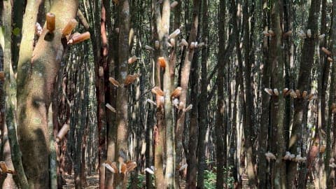 “Đánh thức” cơ chế tạo trầm của cây dó bầu: Hướng tiếp cận sinh học mở ra hiệu quả mới cho ngành trầm hương