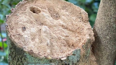 Technical solution for anvil-surface agarwood induction: a sustainable direction for the agarwood industry