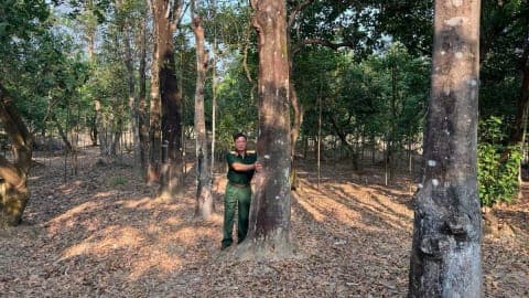 Veteran awakens the 'royal' tree species