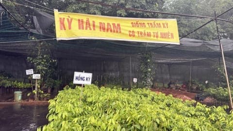 Phú Thọ تتحقق من صحة الأنباء حول "حمى" أشجار كينام هاي نان المهربة