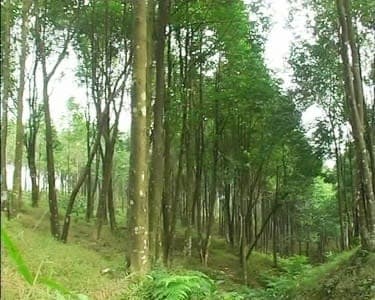 Báo Cáo Thực Trạng Định Hướng Phát Triển Loài Cây Dó Bầu Và Trầm Hương Trên Thị Trường Hà Tĩnh