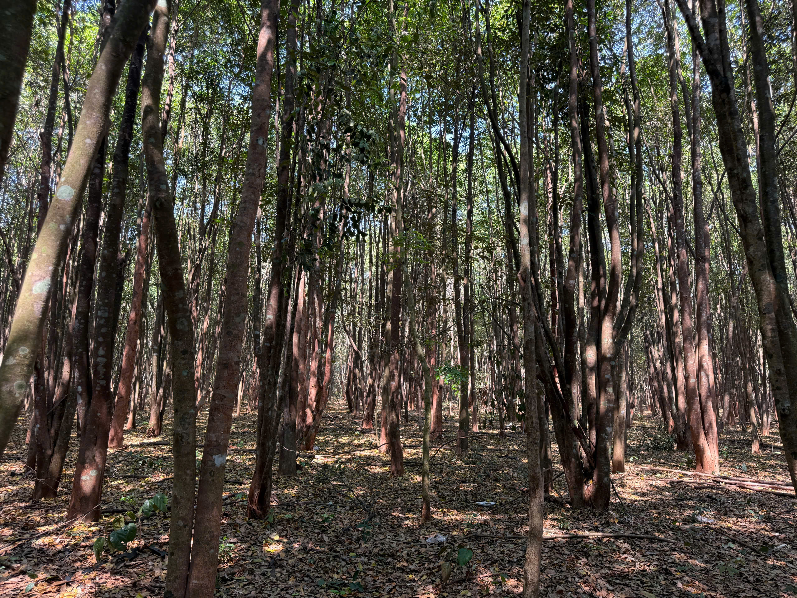 Rừng gió bầu